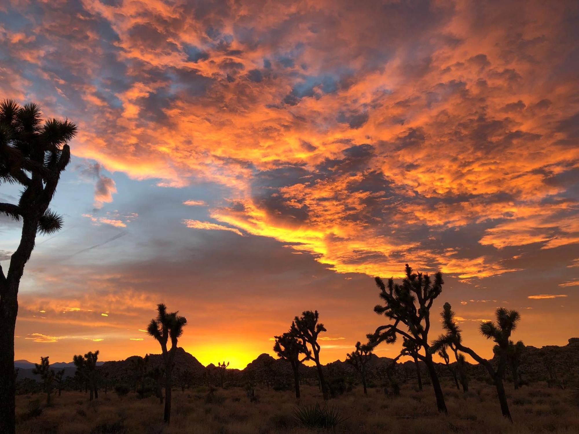 Cozy Desert Retreat With Amazing Views Only 4 Miles To Jtnp 约书亚树 外观 照片