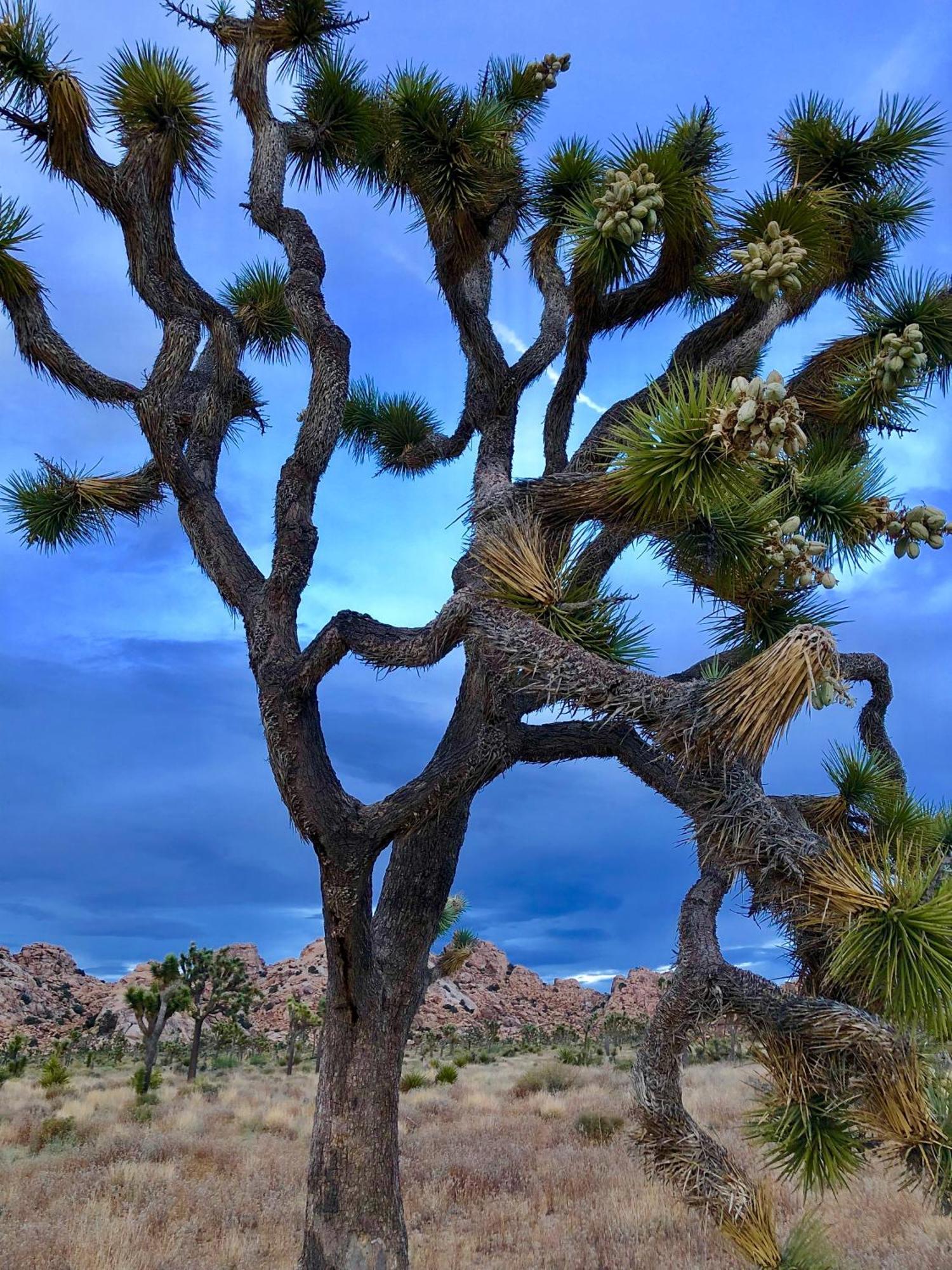 Cozy Desert Retreat With Amazing Views Only 4 Miles To Jtnp 约书亚树 外观 照片