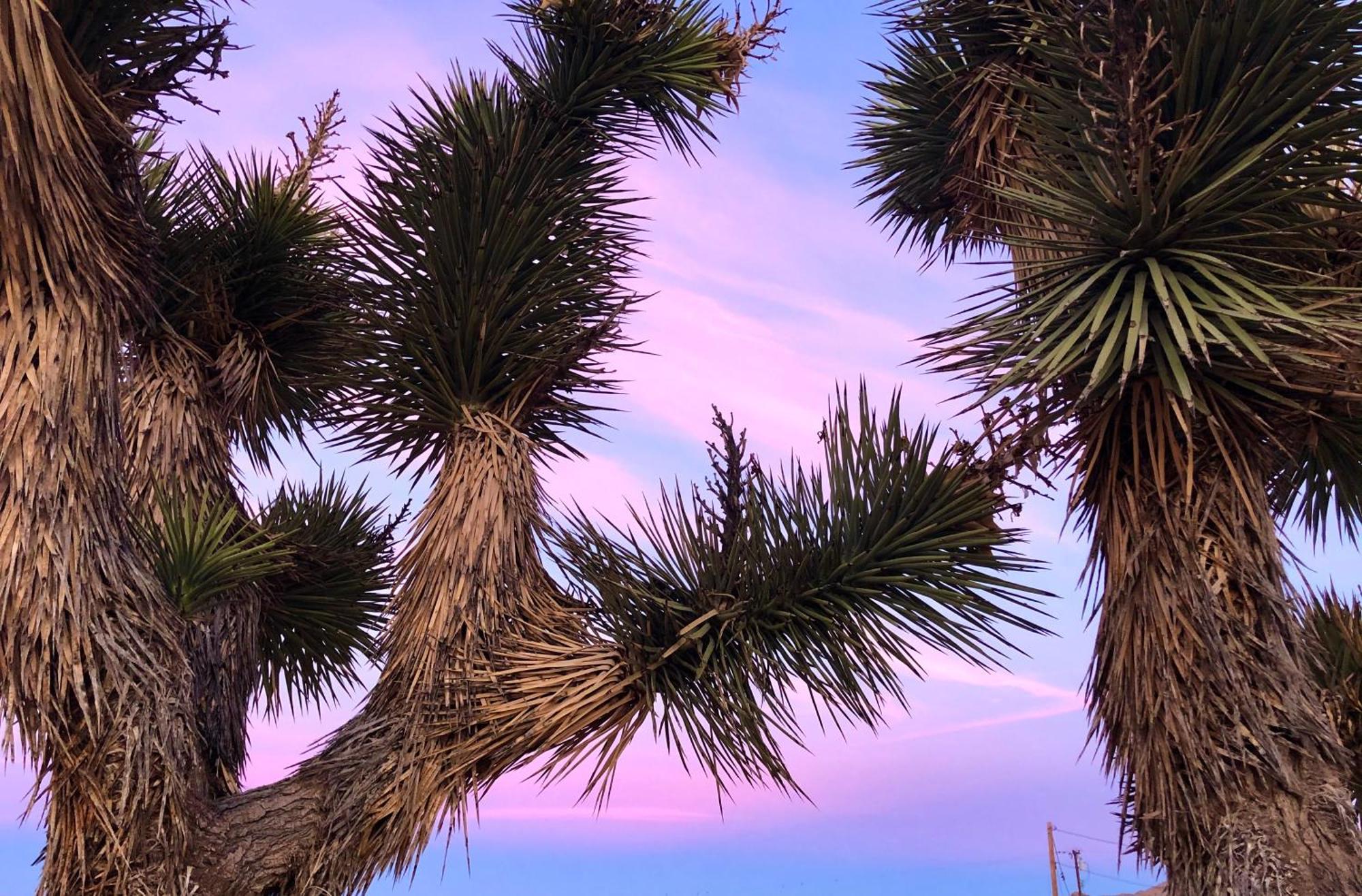 Cozy Desert Retreat With Amazing Views Only 4 Miles To Jtnp 约书亚树 外观 照片
